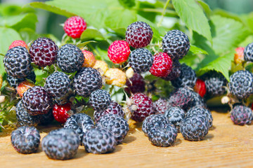 black raspberry fruits