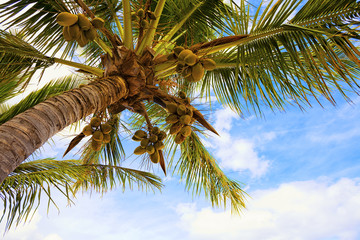 Fototapeta na wymiar Coconut palm trees at the luxurious five stars holiday resort on tropical paradise island