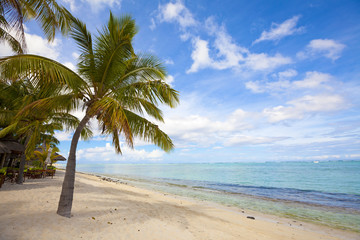 Coconut palm trees at the luxurious five stars holiday resort on tropical paradise island