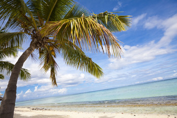 Naklejka na ściany i meble Coconut palm trees at the luxurious five stars holiday resort on tropical paradise island