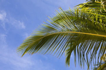 Palm trees at the luxurious five stars holiday resort on tropical paradise island