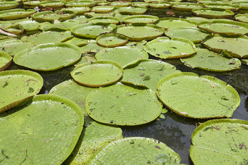 Giant water lilies (Victoria Amazonica) in Sir Seewoosagur Ramgoolam Botanical Garden in Pamplemousses, Mauritius