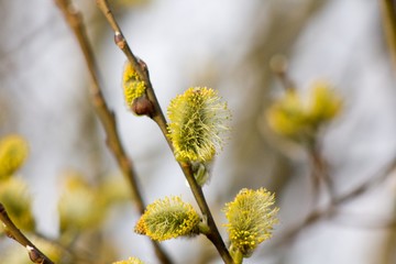 Catkin on spring background. © venars.original