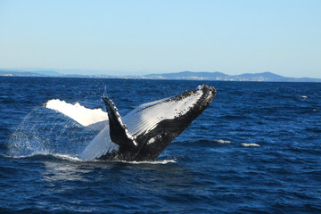 Humpback whale