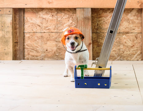 Dog With Toolbox In Hard Hat At Under Construction Site