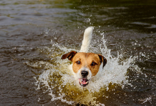 Funny dog playing in water making big splashes
