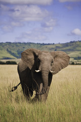 Fototapeta na wymiar africa elephant
