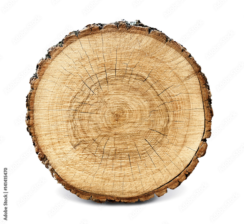 Wall mural large circular piece of wood cross section with tree ring texture pattern and cracks isolated on whi