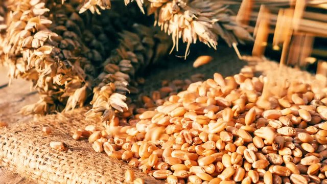 Closeup clip of falling wheat grains. Food industry