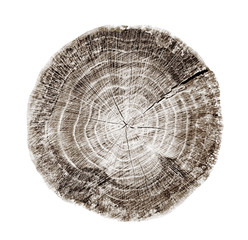 Large circular piece of wood cross section with tree ring texture pattern and cracks isolated on white background. Rough organic edges of bark.