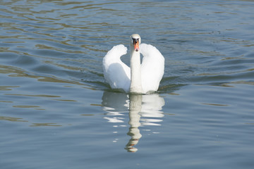 Naklejka premium Cygnes