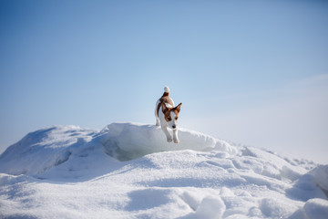 Active and beautiful dog breed jack russel terrier outdoors © Anna Averianova