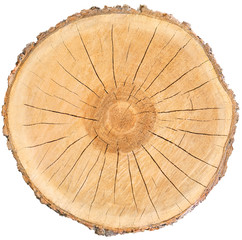 smooth cross section brown tree stump slice with age rings cut fresh from the forest with wood grain isolated on white