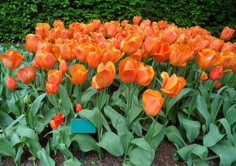 Eye-catching Vibrant Orange Color Prince William Alexander Tulip Blooming in Keukenhof, Lisse, The...