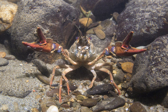 Underwater picture of the European crayfish (Astacus astacus), also known as the noble crayfish. Wildlife animal. Live in the clean river habitat.