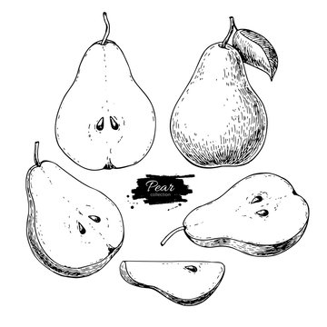 Pear vector drawing. Isolated hand drawn full pear and sliced pi