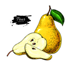 Pear vector drawing. Isolated hand drawn pear and sliced pieces.