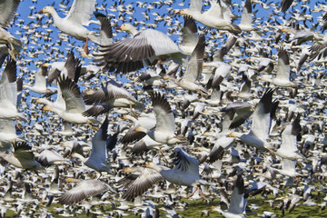 snowgeese