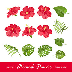 Set of tropical flowers elements. Collection of hibiscus flowers on a white background. Vector illustration bundle. - obrazy, fototapety, plakaty