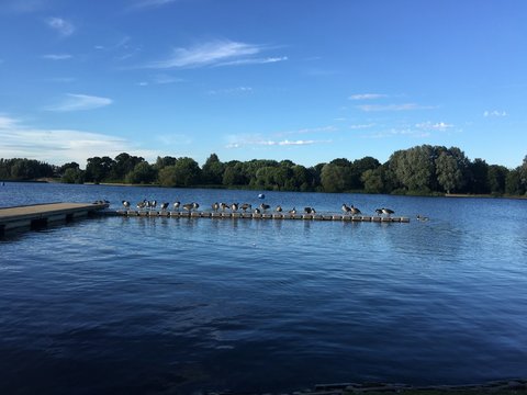 Ducks on the quay