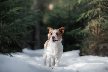 Dog jack russel terrier outdoors in the forest, happy