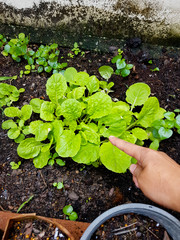 Man's hand holding the leave of green vegetable