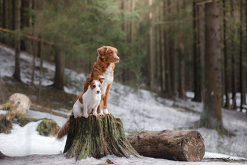 Dog jack russel terrier outdoors in the forest, happy