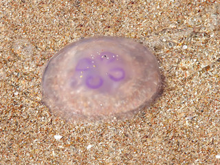 translucent jellyfish lies on a sandy beach