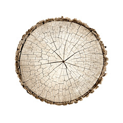 Fototapeta premium Wooden stump isolated on the white background. Round cut down tree with annual rings as a wood texture. Cross section of large tree.