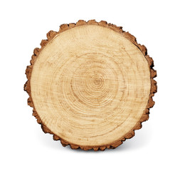 Wooden stump isolated on the white background. Round cut down tree with annual rings as a wood...