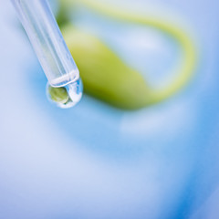 Genetic modified plants in a researching laboratory. Green plants in test tubes on blue background.