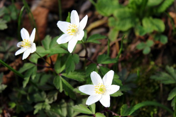 Obraz na płótnie Canvas Wood anemone white flowers