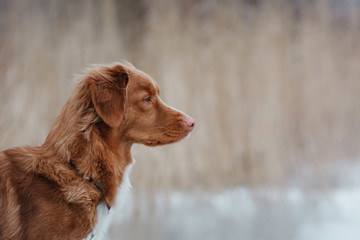 Nova Scotia Duck Tolling Retriever dog on nature in the forest