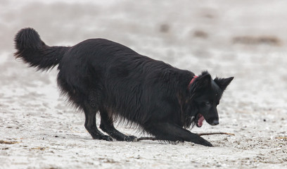 schäferhund