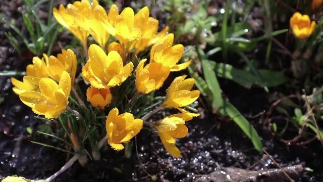 Yellow blooming crocuses with water drops in light breeze. Sunny day. It rains in sunny day.