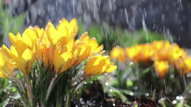 Yellow blooming crocuses with water drops in light breeze. Sunny day. It rains in sunny day.