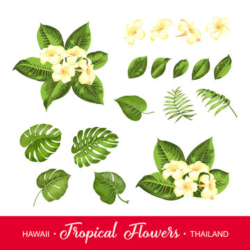 Set of tropical flowers elements. Collection of plumeria flowers on a white background. Vector illustration bundle.
