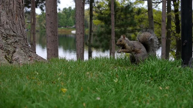 A grey squirrel feeds on the ground in front of a lake in summer.