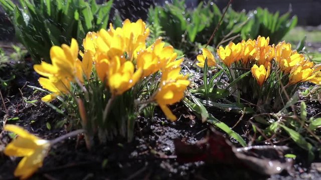 Yellow blooming crocuses with water drops in light breeze. Sunny day.