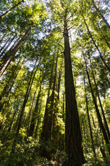 Sunlight filters down through the canopy of a dense redwood forest