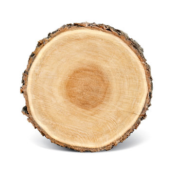 Smooth cross section brown tree stump slice with age rings cut fresh from the forest with wood grain isolated on white with shadow