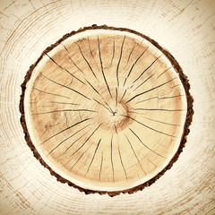 Wooden stump isolated on the white background. Round cut down tree with annual rings as a wood texture. Cross section of large tree.