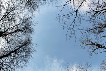 Trees branches against blue sky