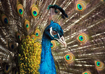 Fototapeta na wymiar Peacock shows opened tail close-up