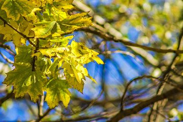 Autumn bright yellow tree leaves against the blue sky. Background.
