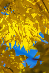Autumn bright yellow tree leaves against the blue sky. Background.