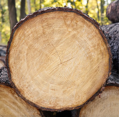 Large round piece of wood from a cut down tree in the forest. Annual rings from an aged tree stump