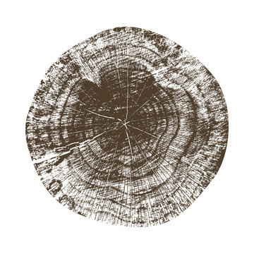 Wooden stump isolated on the white background. Round cut down tree with annual rings as a wood texture. Cross section of large tree.