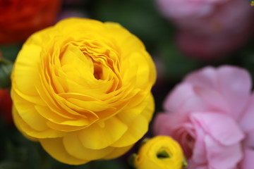 ラナンキュラスの花
