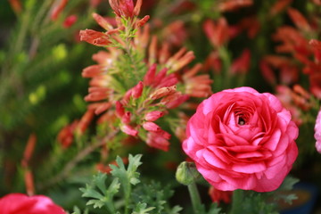 ラナンキュラスの花